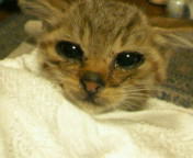 �Ձ[���@���邿���̌�y�Ő����̖�ǂ炵��(��)